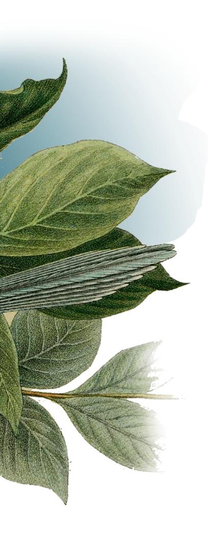 leaf-image