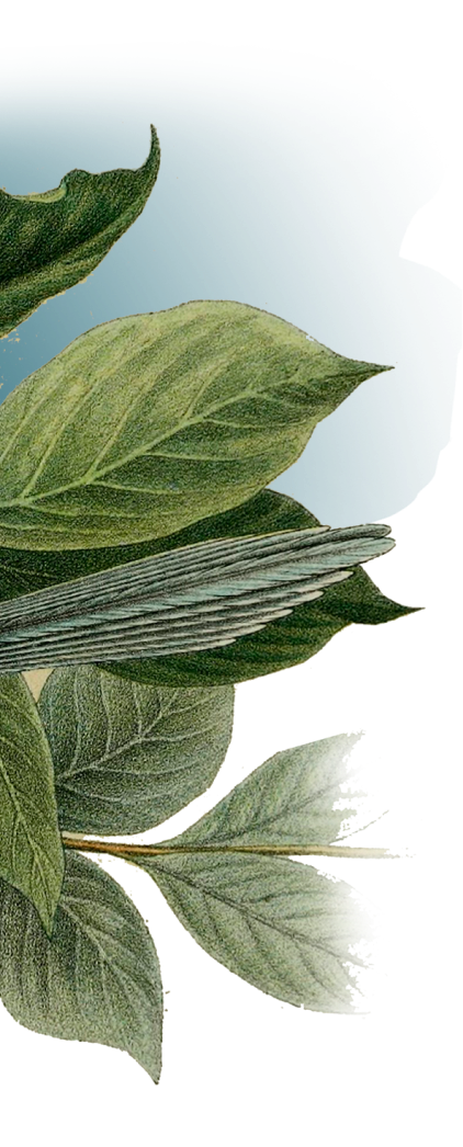 Big Leaf Image